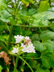 white flowers