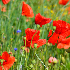 Wild, beautiful flowers. Blooming poppy flowers in a meadow. Field, red plants.  Near. 