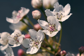 Obraz na płótnie Canvas apple blossoms in bloom