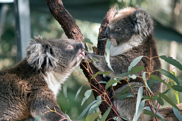 the young koalas are eating leaves