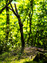 Naklejka premium OLYMPUS DIGITAL CAMERA