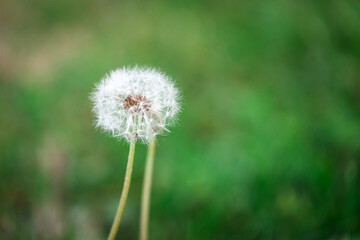 Close-up of a dandelion with white fluffy seeds on a green blurred background. Cute fluffy flower