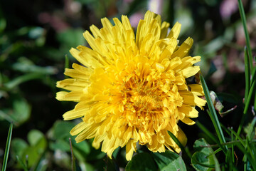 yellow wildflowers in bloom