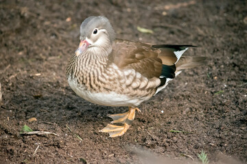 the female peking duck is brown, white and grey