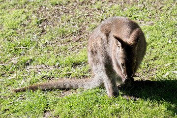 the red necked wallaby is eating