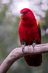the red lory is perched on a branch