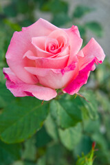 The name of this rose is Cherish.
