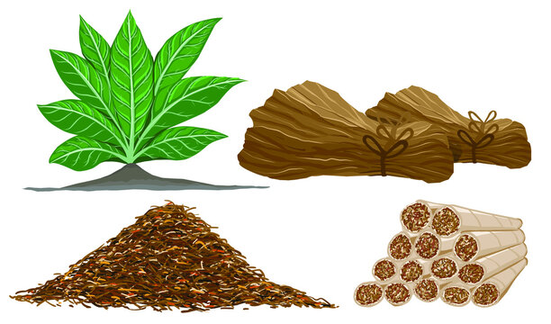 Processing of tobacco leaves into cigarettes.