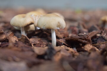 Front yard shrooms