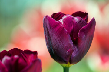 tulips in bloom