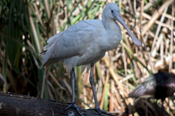 the yellow spoonbill is perched on a log
