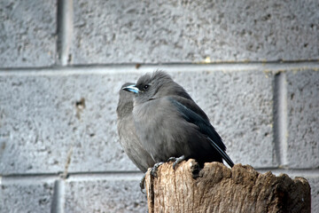 the woodswallows are perched on a log