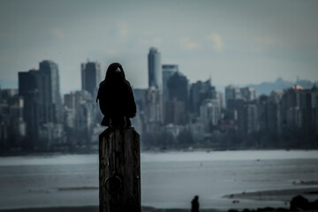 Bird on a post with Vancouver skyline in the background 