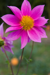 The name of this flower is Dahlia.