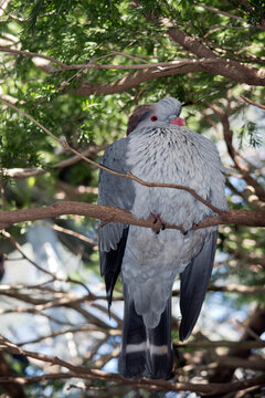 The Topknot Pigeon Is In The Tree