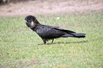this is a side view of a yellow tailed black cockatoo