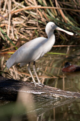 the yellow spoonbill is balanced on a log a the edge of the creek