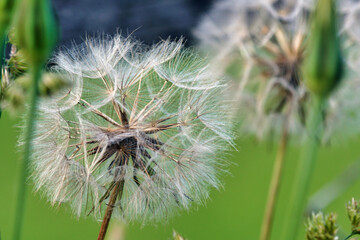 large dandelion in a field