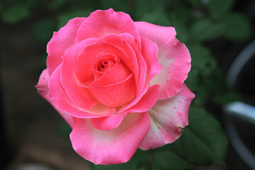 Beautiful pink rose in garden
