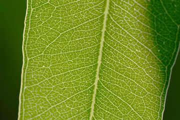 green leaf texture 