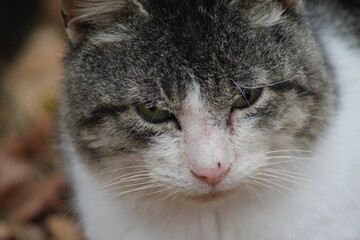 Obraz premium cat 