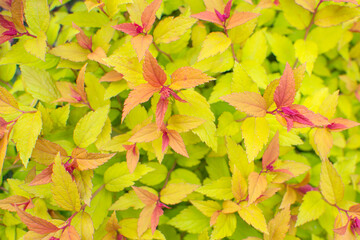 Green, pink and orange leaves texture. Front view of the Japanese spirea Goldflame Firelight