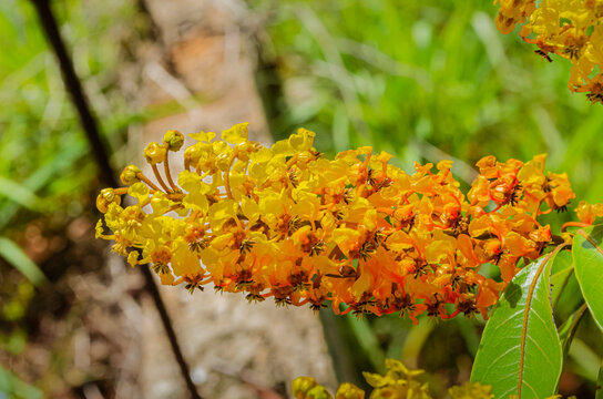 Kraabu Tree Blossoms