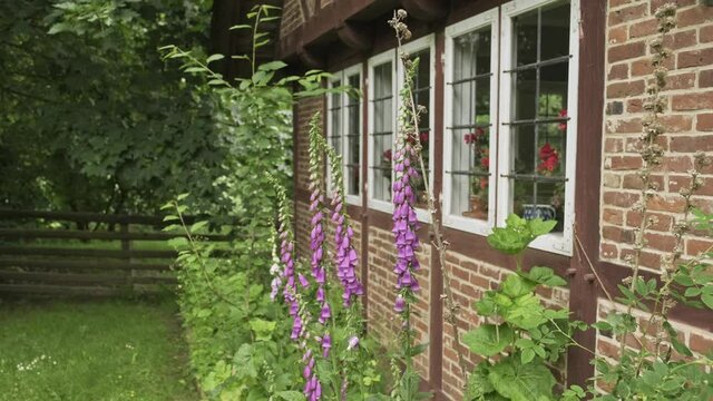 Row of blooming pink foxgloves alongside the brick wall of a house in a neatly fenced rural garden on a sunny spring day
