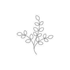 Moringa leaf illustration