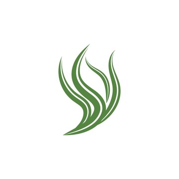 Spirulina seaweed leaf logo illustration
