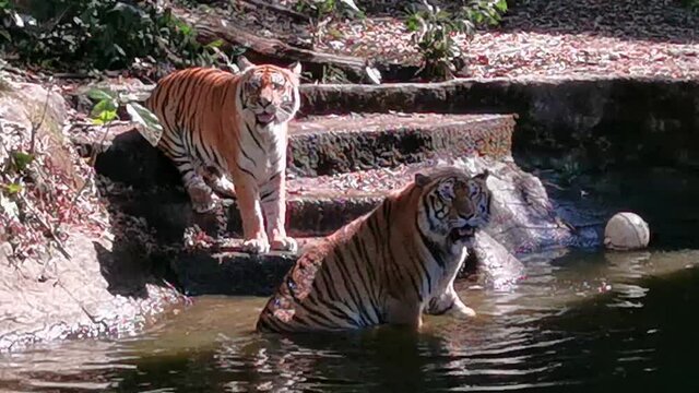 tiger action in the water