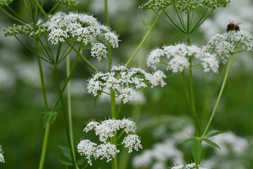 Wiesen-Kerbel	
