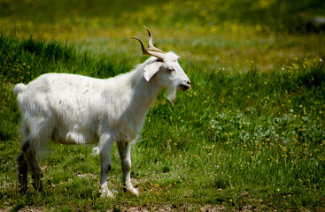 Obraz premium white goat on a meadow