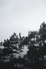 Obraz na płótnie Canvas Mountains and green trees in the rainy day