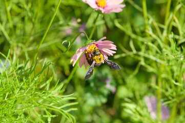 This is the Cosmos Garden.
Carpenter bee absorbs the honey of the Cosmos.