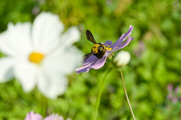 This is the Cosmos Garden.
Carpenter bee absorbs the honey of the Cosmos.