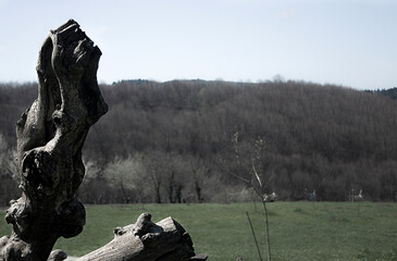 dead tree in the forest