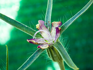 Purple Cockle Flower Closeup Macro