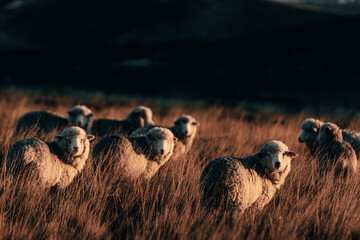 Sheeps in Patagonia - obrazy, fototapety, plakaty