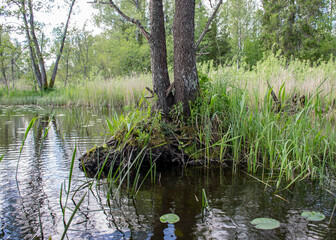 landscape with old tree trunks in the water, abstract reflections in the water