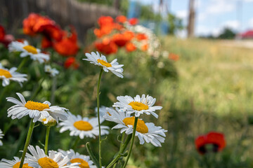 White daisies on a background of red blooming poppies