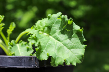 Young kale plant growing in pot in springtime