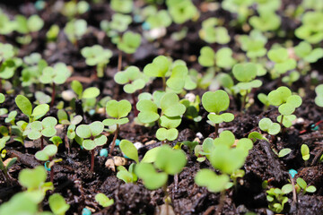 Leafy green sprouts in spring