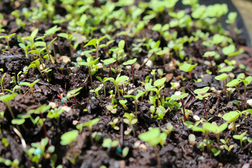Leafy green sprouts in spring