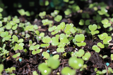 Leafy green sprouts in spring