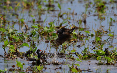 The common moorhen (Gallinula chloropus), also known as the waterhen or swamp chicken, is a bird species in the rail family (Rallidae). 
battle of water bird in Thailand.fighting bird.