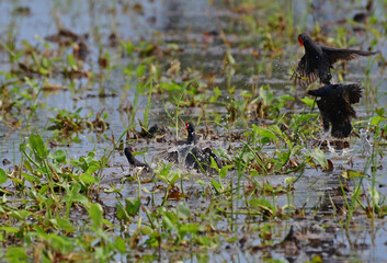 The common moorhen (Gallinula chloropus), also known as the waterhen or swamp chicken, is a bird species in the rail family (Rallidae). 
battle of water bird in Thailand.fighting bird.