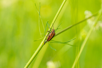 A red beetle with black stripes sitting on the grass against a background of greenery