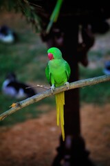 parrot on a tree