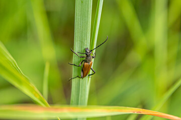 A red beetle with black stripes sitting on the grass against a background of greenery